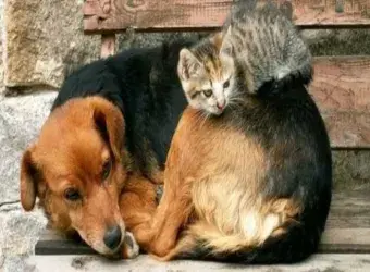 Σύλληψη στη Σάμο για παράβαση της νομοθεσίας περί προστασίας ζώων