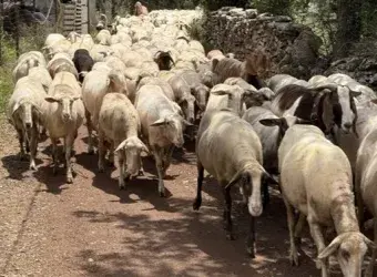 αιγοπρόβατα