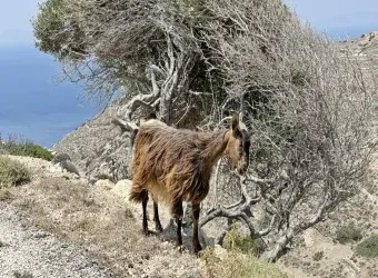 Κατσίκι - Λέσβος