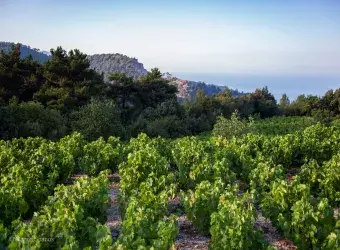 Αμπελώνας